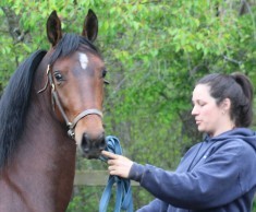 Katelyn with new Morgan horse Pondview Shameless