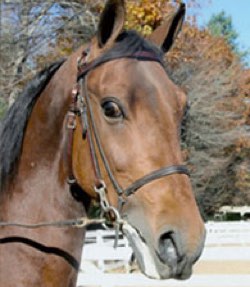 chestnut morgan gelding