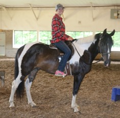 Pinto Gelding sold to UNH for their riding program