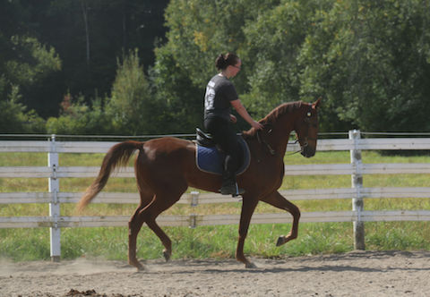 huntseat rider riding in the ring