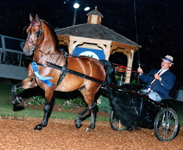 Kevin Solimine driving his morgan horse