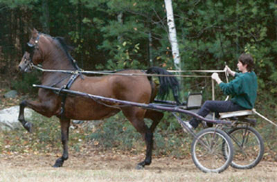 training morgan horse to drive