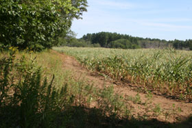 Riding trails through cornfields.