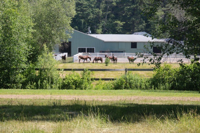 horses on grass turnout