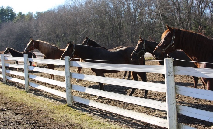 Horses turned out - enjoying the view