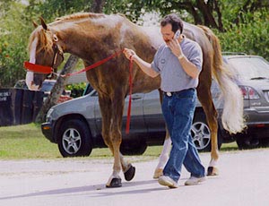 Larry Cassenti walking horse