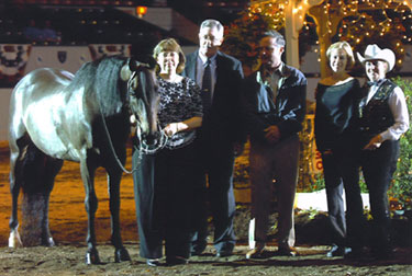 UVM Valcour Morgan horse