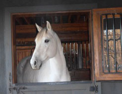picture of Sneekers a client’s horse