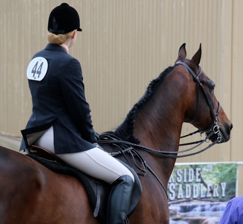 Waiting for a class with Buster at New York Regional Morgan Horse Show