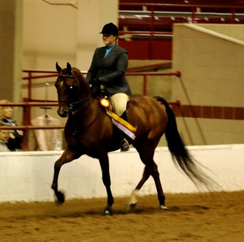 Jessa at New York Regional Morgan Horse Show