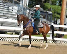  Katelyn Ring’s new morgan mare