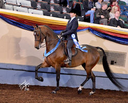 MCS DONNA LORAINE - victory parade at OKC Championship horse show