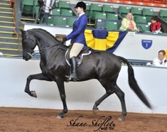 Morgan Gelding sold to Lori Sargeant