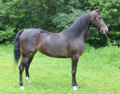 Danielle’s new morgan mare