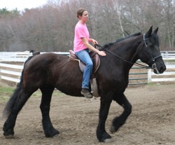 with their new family horse