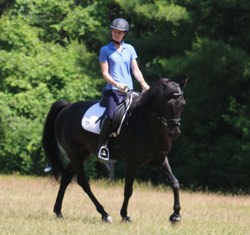 Morgan Gelding sold to Donna & Tom Hawkins