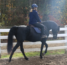  Mecurio family new horse - morgan gelding