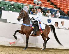  Mecurio family new horse - morgan gelding