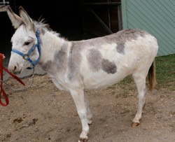 Eldridge family’s new miniature donkey