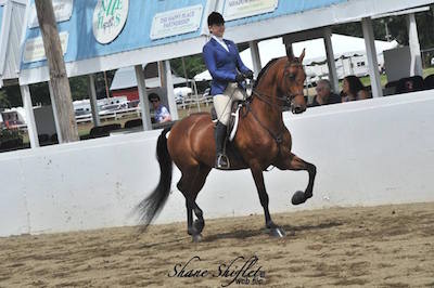 Louisa and her new Morgan horse 'The Soloist'