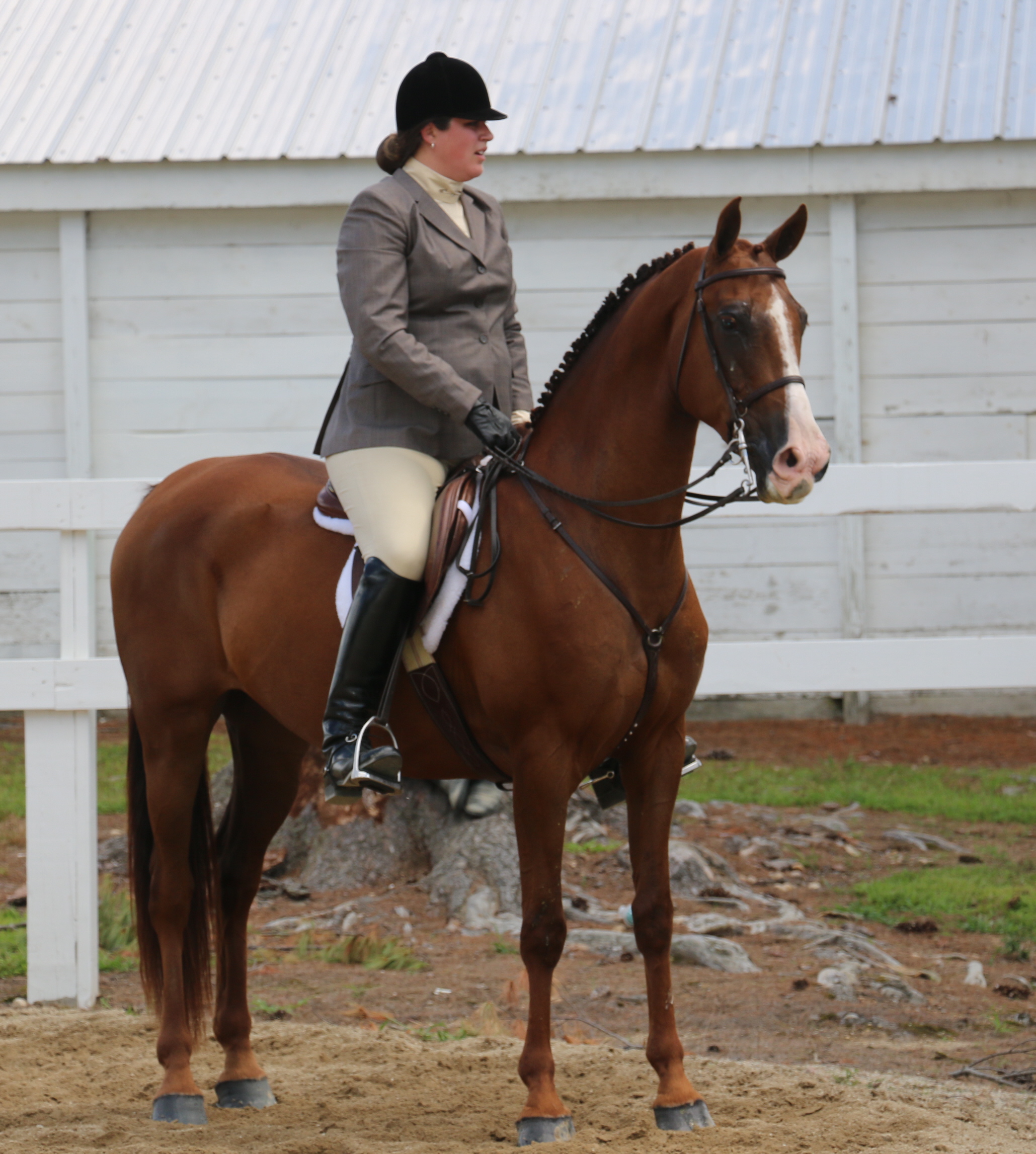 Recently sold morgan horse