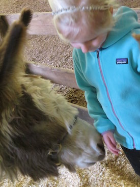 young girl  with mini donkeys