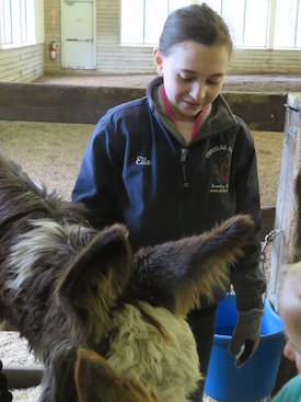 girl enjoying time with a mini donkey