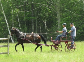 a Morgan horse driving at a horse show