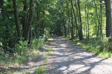 Riding trails - Chrislar adjoins the state forest.